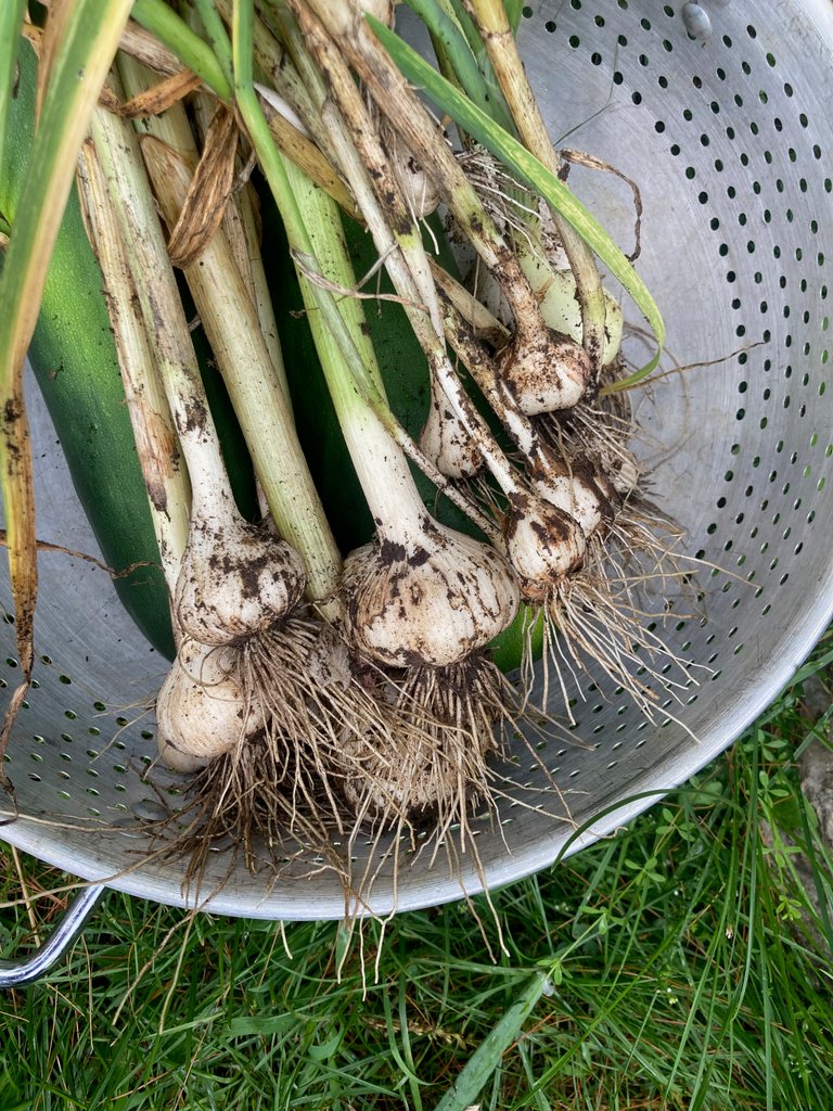 Garlic 2