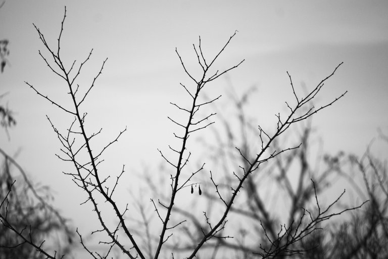 bw_trees_img_8102.jpg