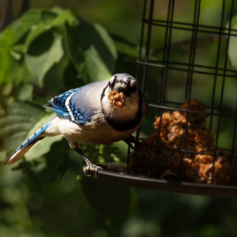 Blue jay