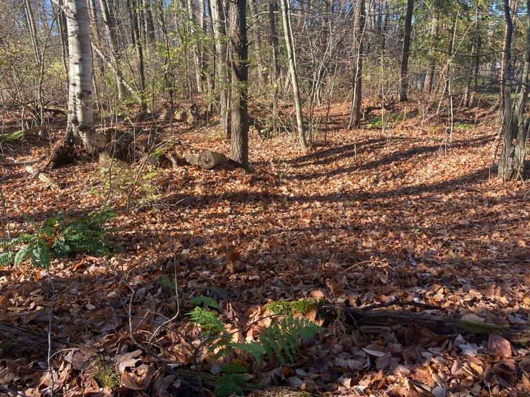 Leaf carpet