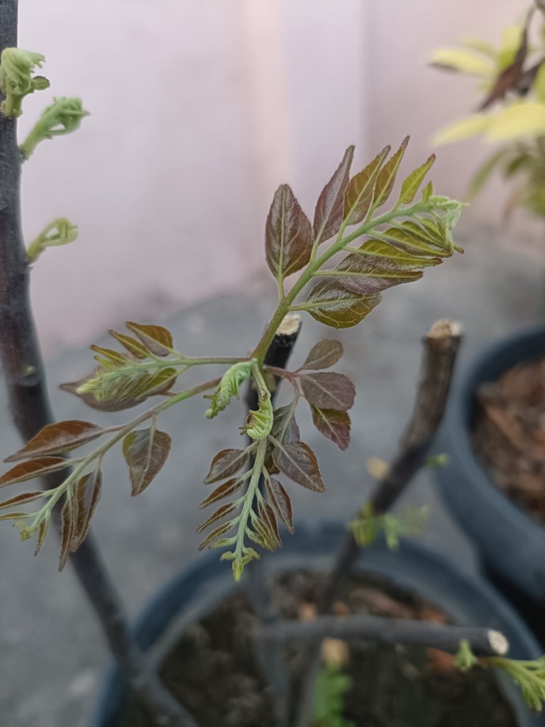 MyHome TG #9 | New Life of Old Curry Leaves!