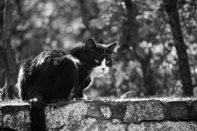 bw_cat_img_7697.jpg