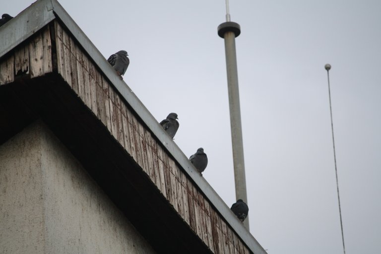 pigeons_2.jpg