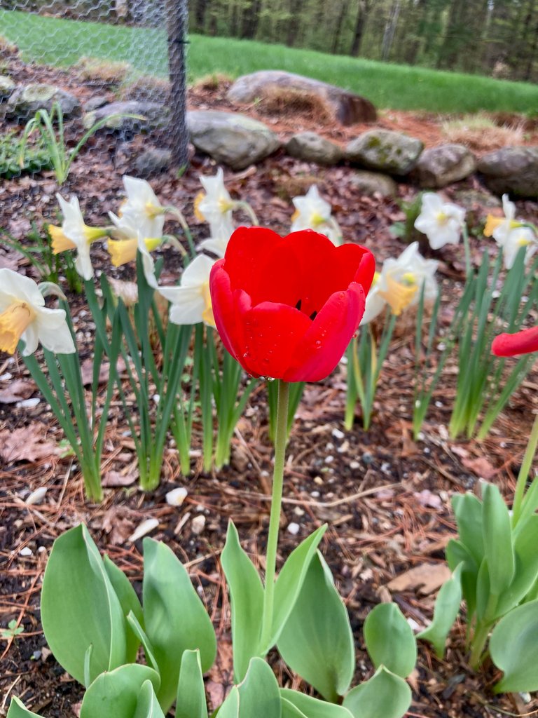 tall tulip