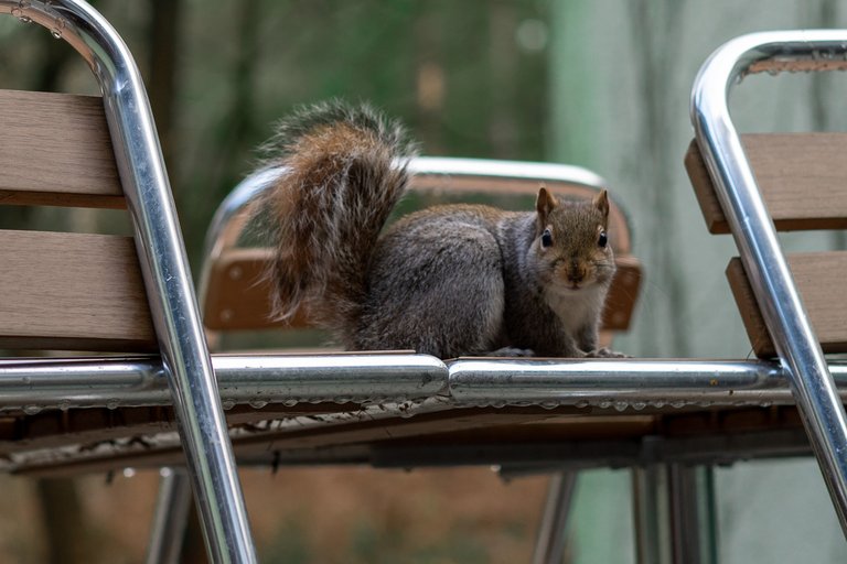 Grey Squirrel eats a peanut