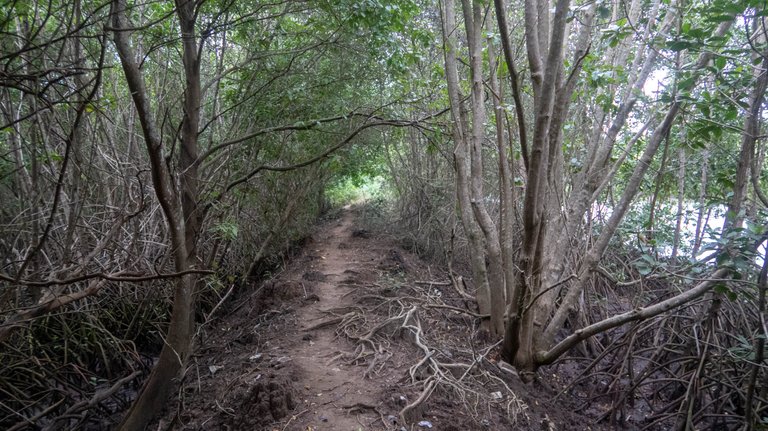 mangrove_walk_8