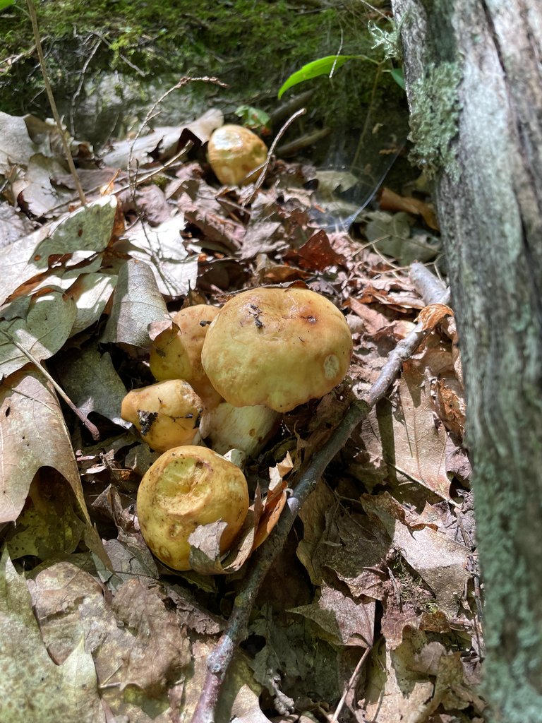 Decaying mushrooms