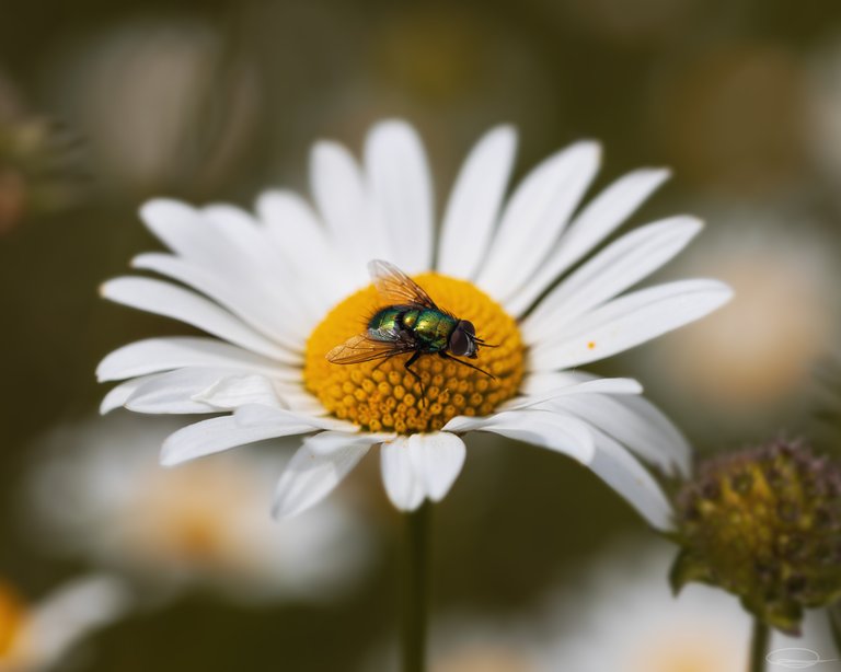 Daisy Flower Fly (Lucilia)