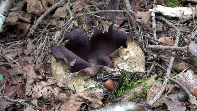 Weekend mushroom picking, from poisonous mushrooms, through medicinal ...