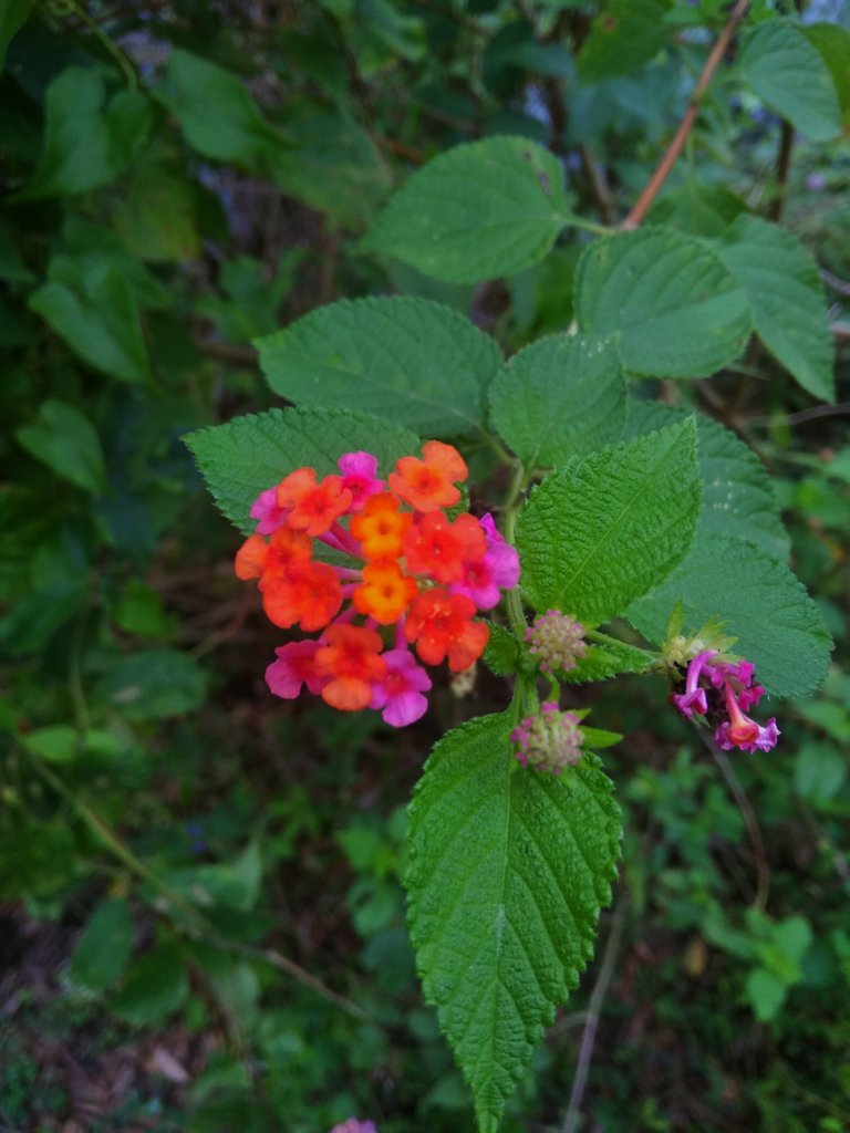 img_0.08081757436429807.jpg