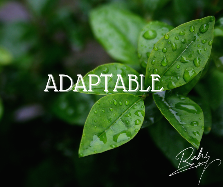 [ESP - ENG] Cultivando una actitud # 7 – Adaptable / Planting an attitude # 7 –Adaptable.