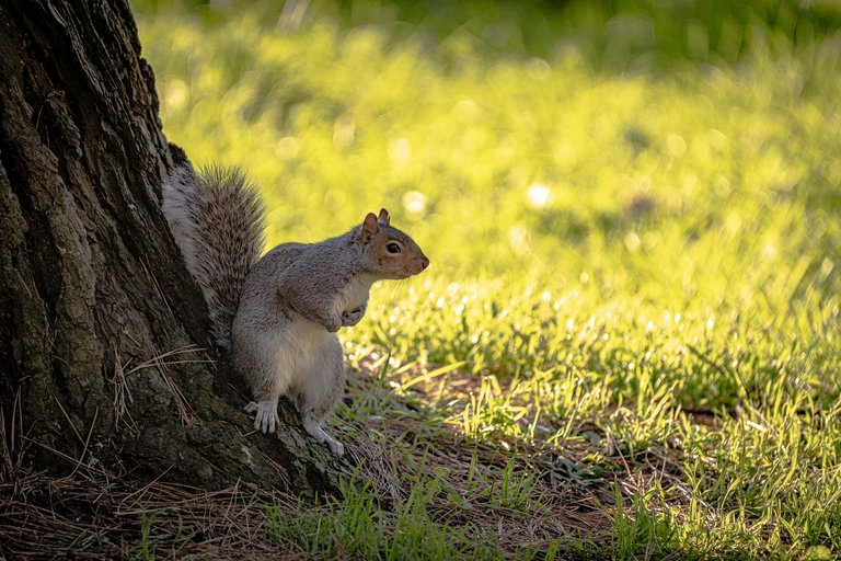 A grey squirrel watches me carefully