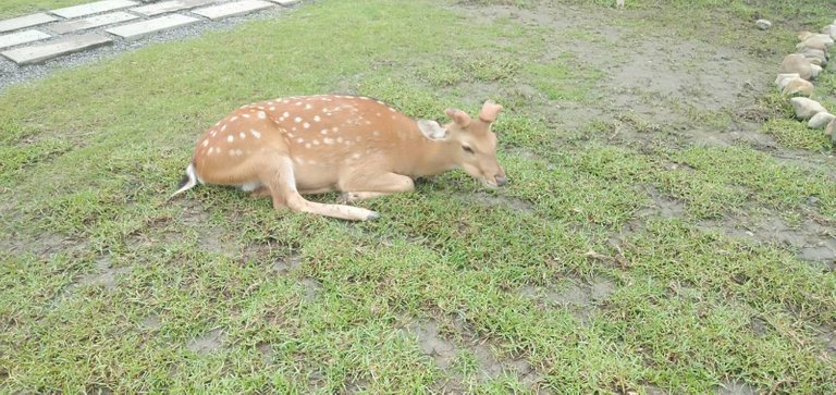 taiwandeer