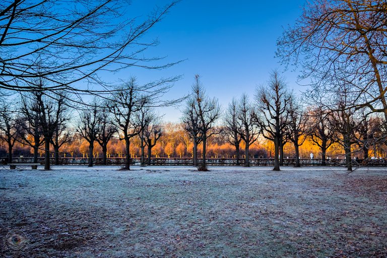 Sunrise Trees