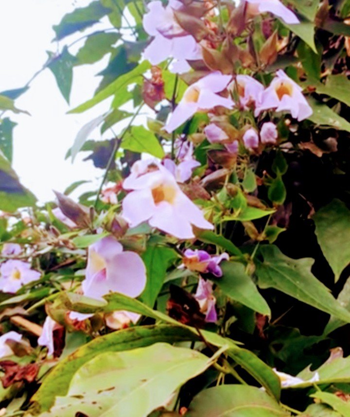 img_0.6219835218769385