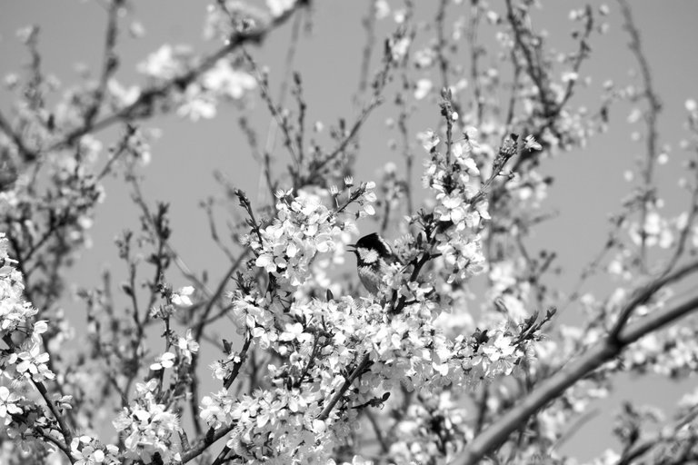 bw_coal_tit_img_6840_2_