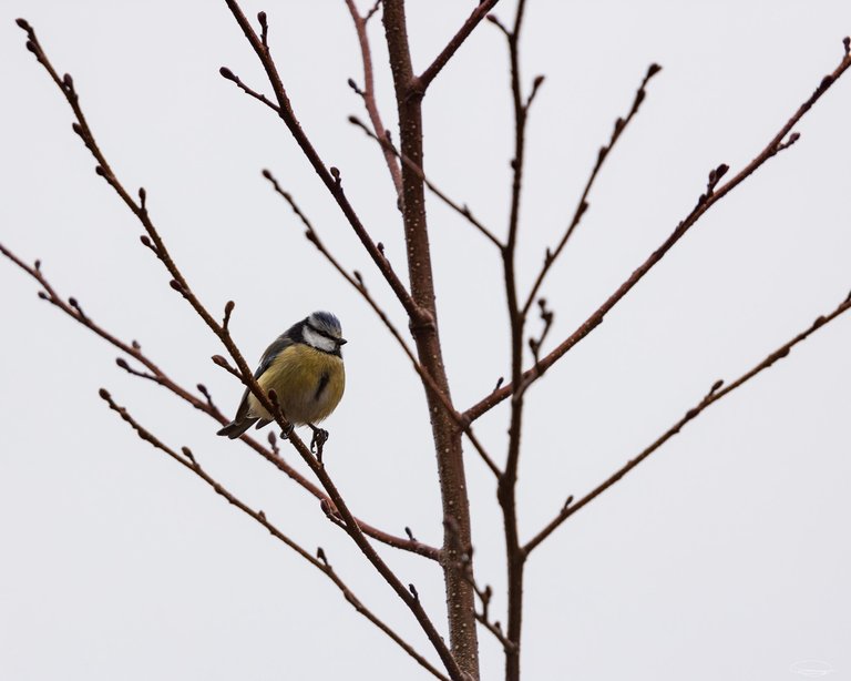 Wildlife Photography: Birds - Blue Tit - Johann Piber