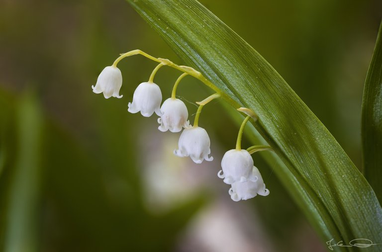 Hive AlphabetHunt Lily of the Valley