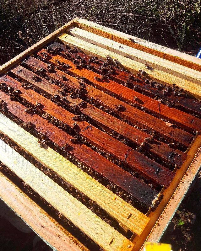 Project " Saving the bees "