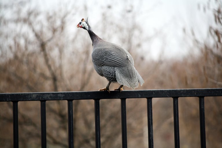 guineafowl_img_4516.jpg