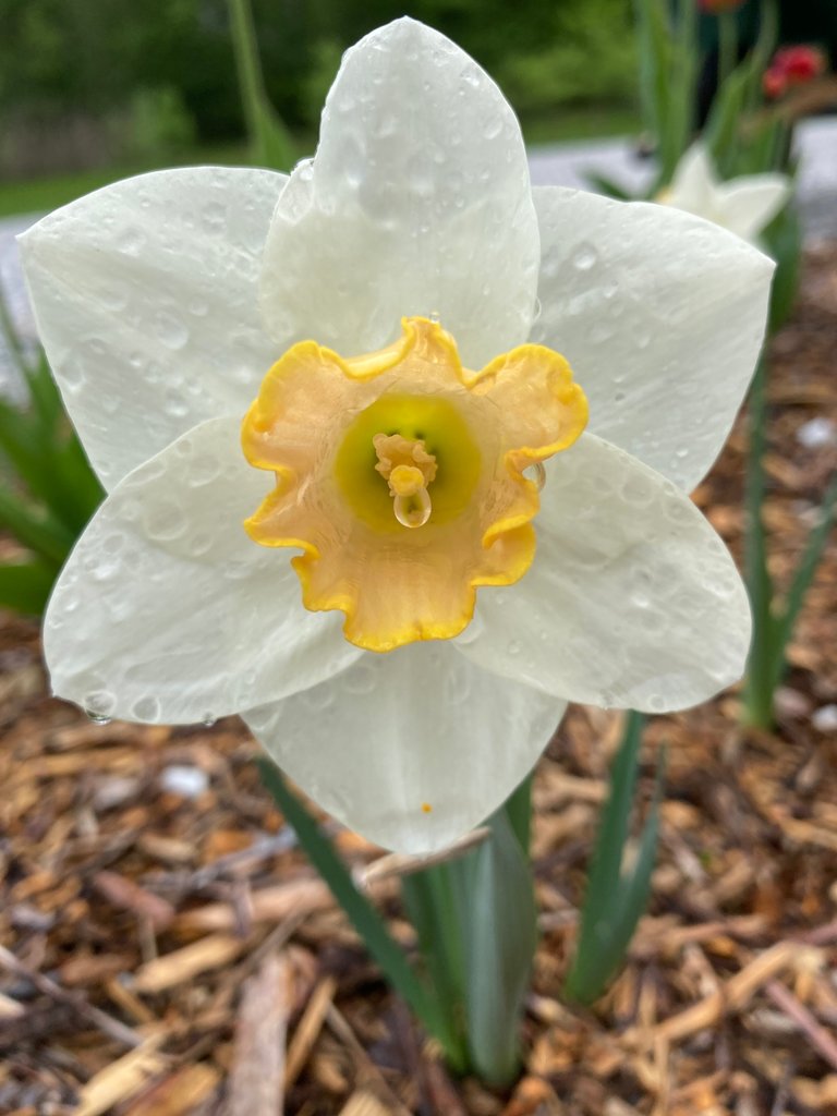 White daffodil