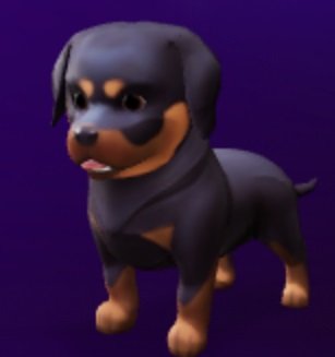 rottweiler.jpg