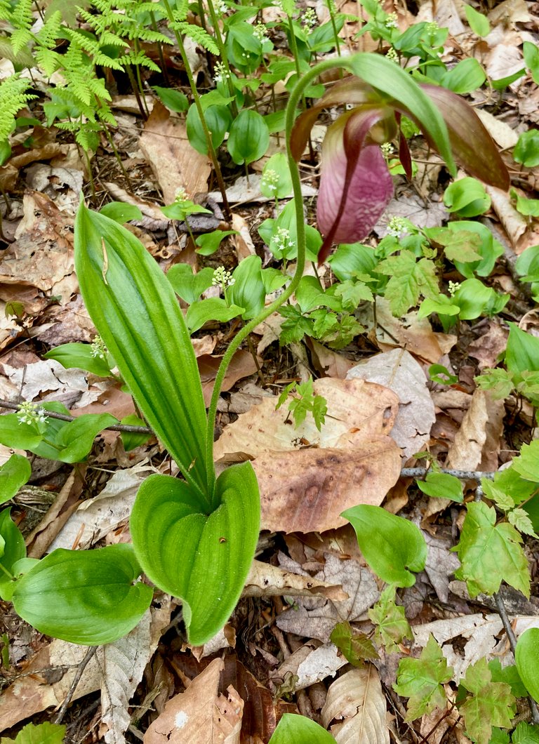 Lady Slipper 2