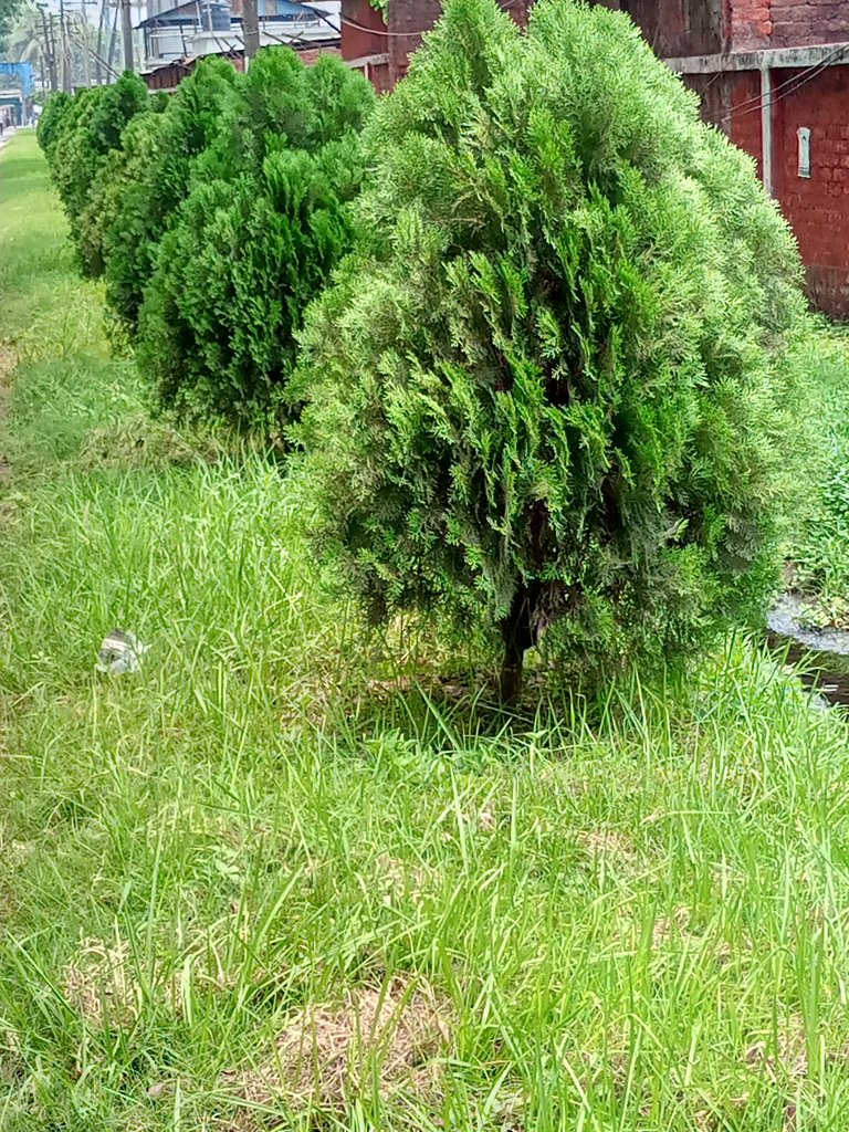 My Daily Color challenge - Tuesday Green 