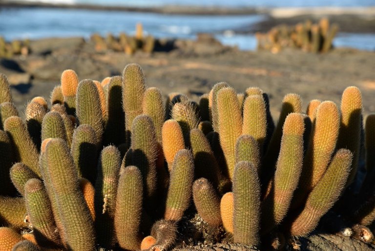 Wednesday Walk Challenge : Wildlife and nature walk on Isla Fernandina, Galápagos