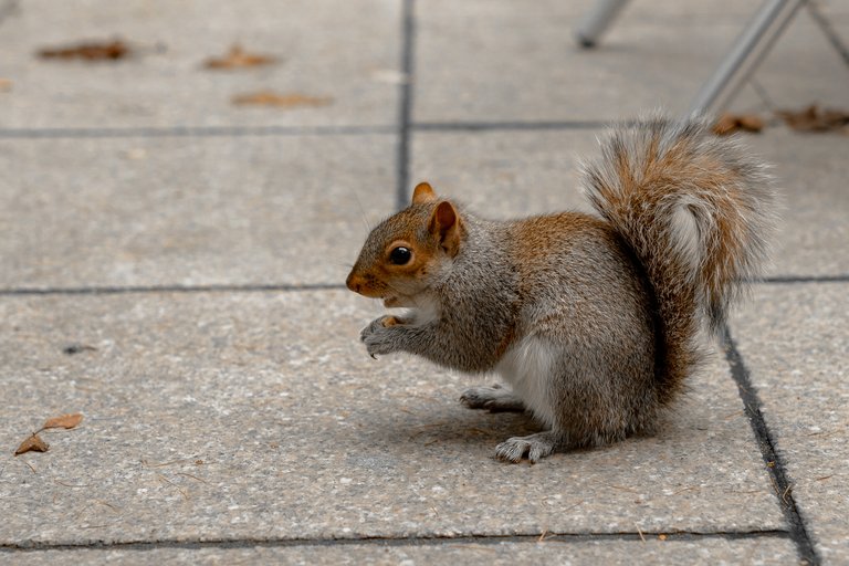Profile of Grey Squirrel eating a peanut