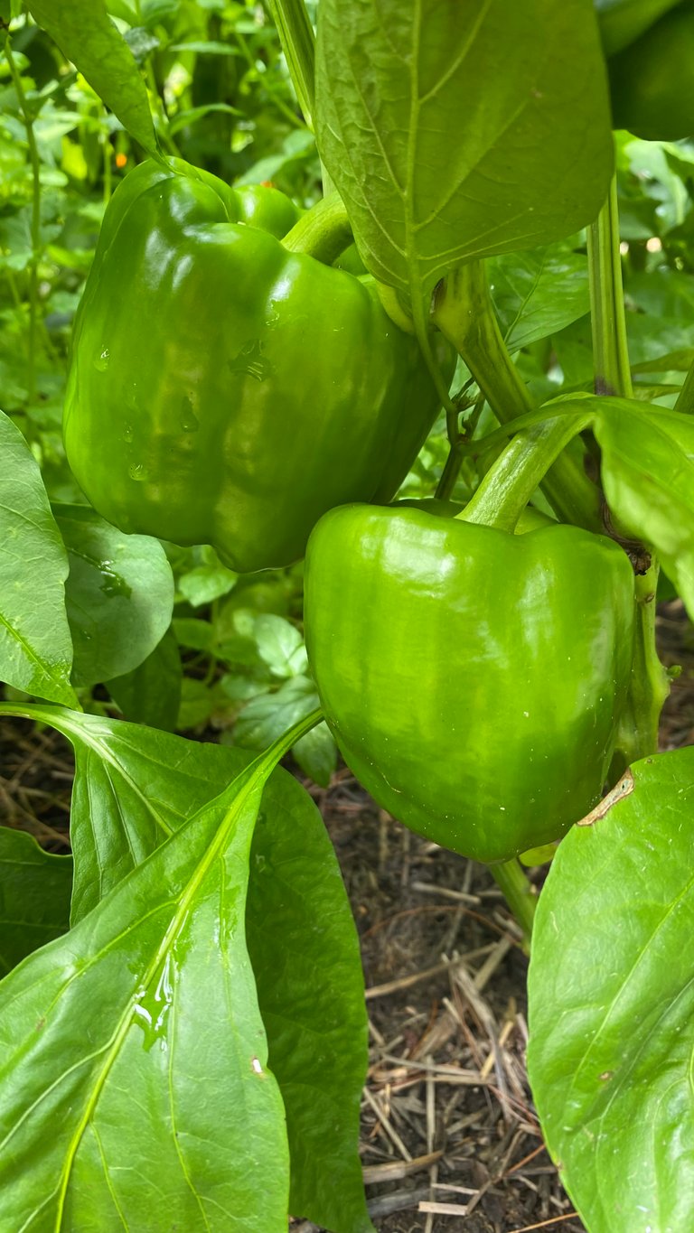 Mini Bell Peppers