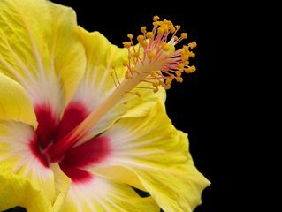 hibiscus_1393855.jpg