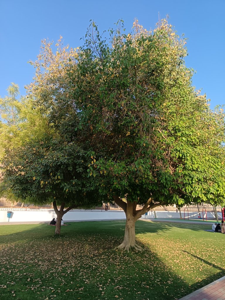 Short Diary on the Last Workday of the Week | An Interesting Chamber Talk |  Alive and Thriving on May 22, 2025 | Extra (HIVE + Health) Titbits