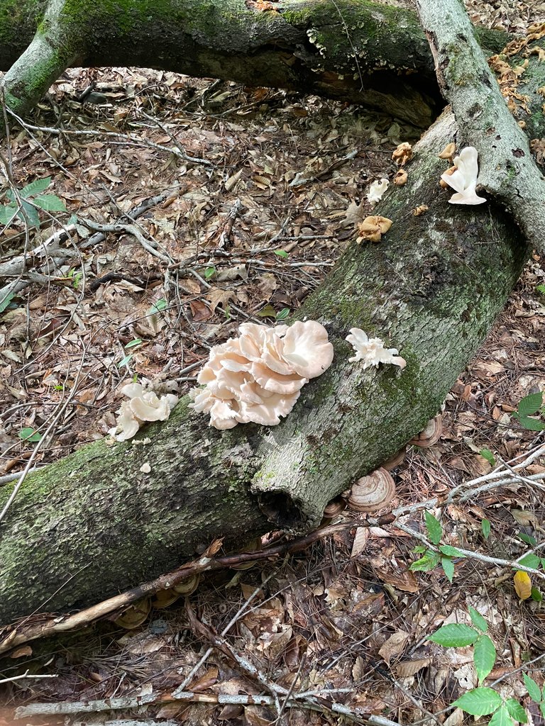 Oyster mushrooms