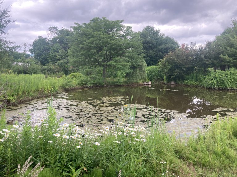 Lilies on Pond