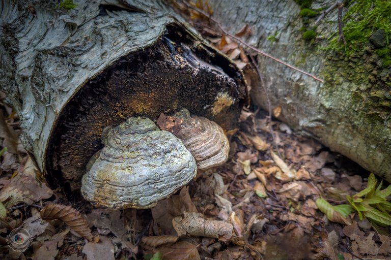 Tinder Bracket Mushroom
