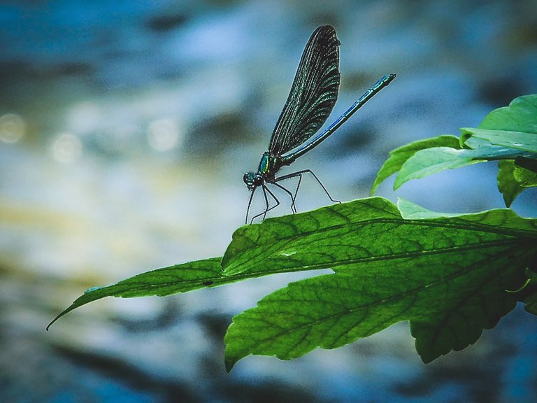 Small Insects - a big World