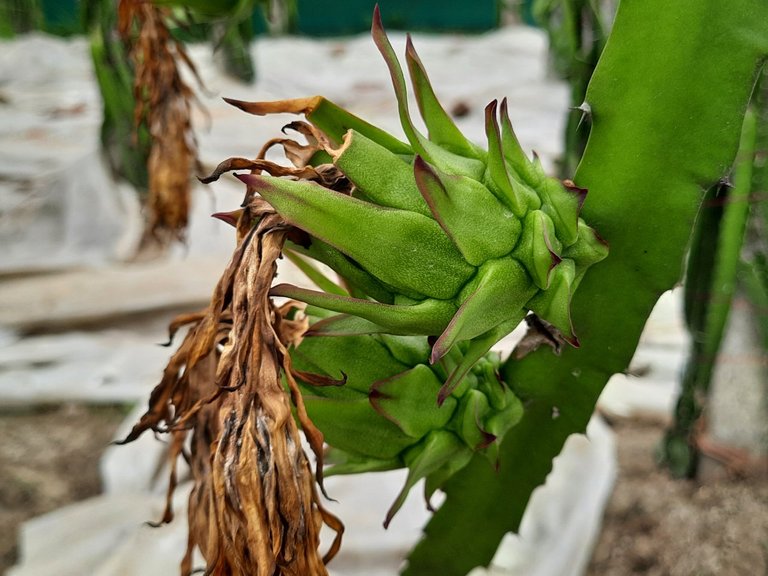 The raw dragon fruit