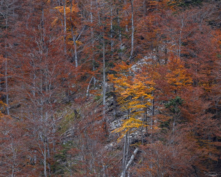 Season Hunt - Last Autumn Week - Bare Trees