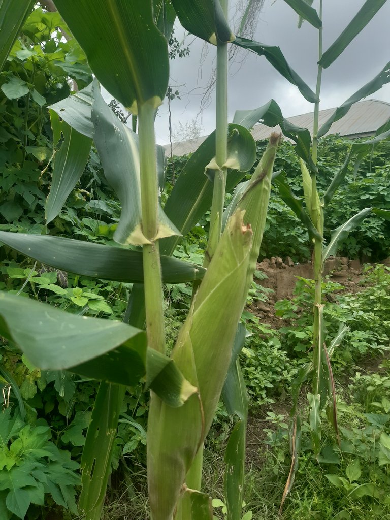 Paying a visit to a farm and learning from the type of farming implemented