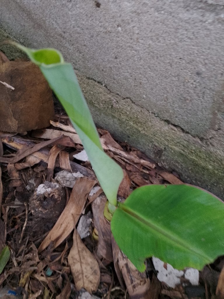 A journey of plantain 