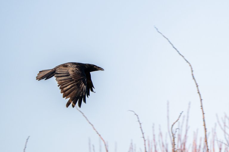Carrion Crow in flight