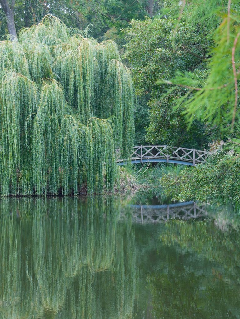 Medicinal plants, Willow Bark