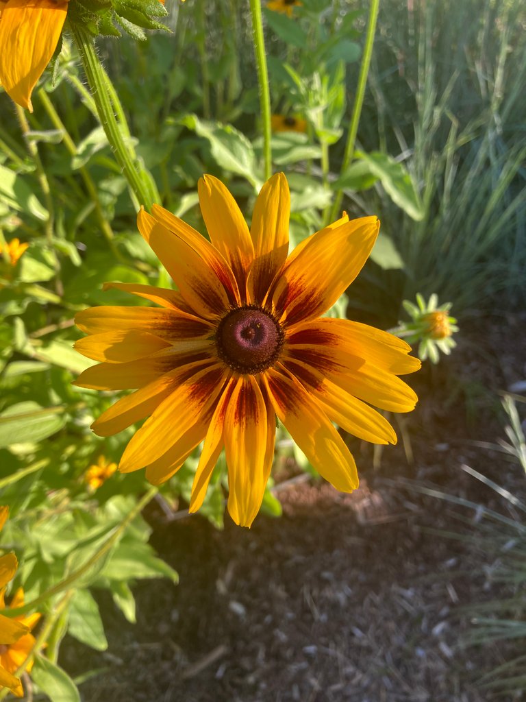 2 color Yellow Rudbeckia