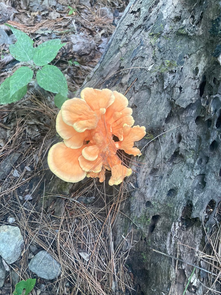 Chicken of the woods