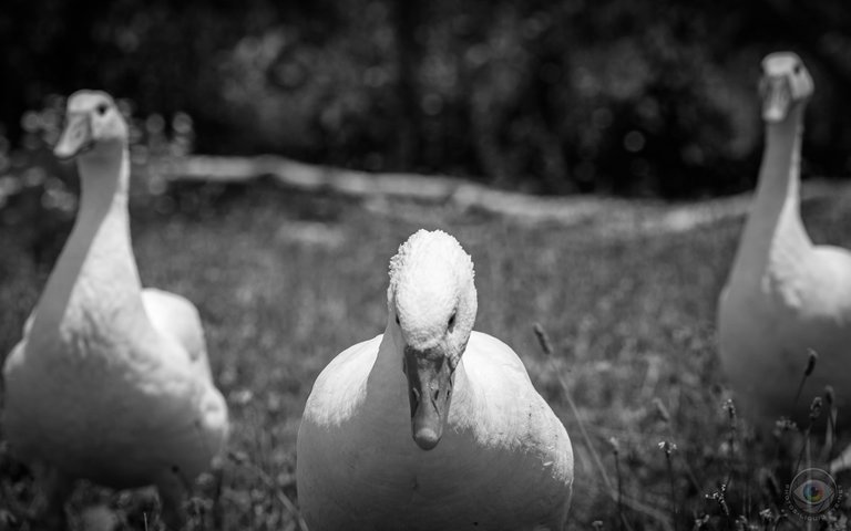 Geese Gang Portrait