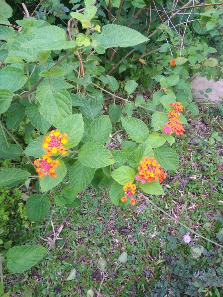 img_0.3922775857754528.jpg