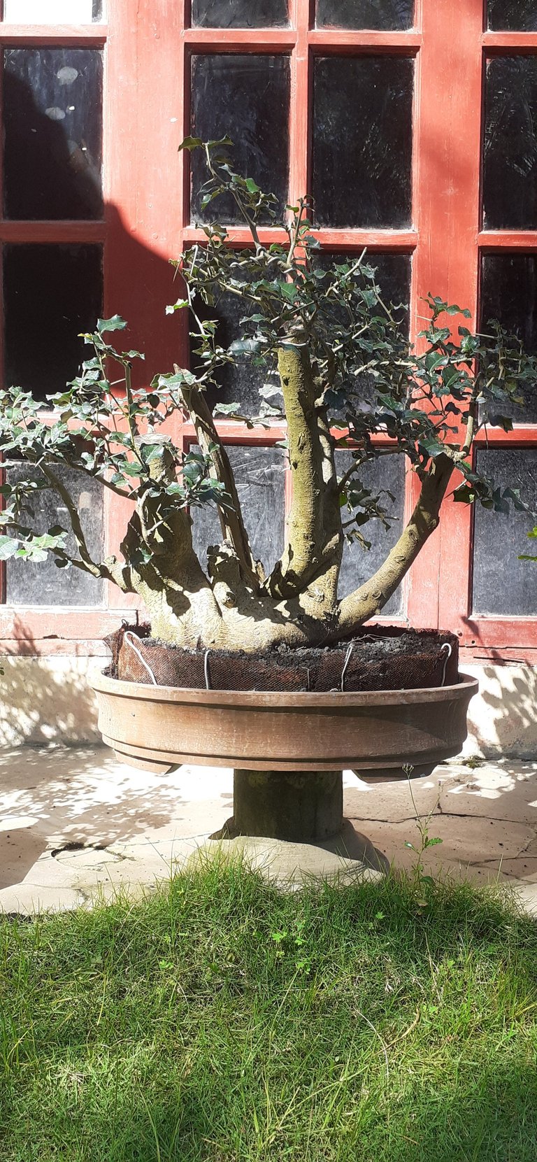 The bonsai trees