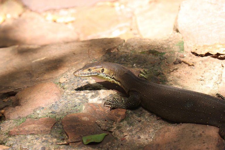 Merten's Water Monitor