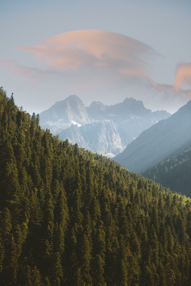 pexels_yaroslav_shuraev_forest